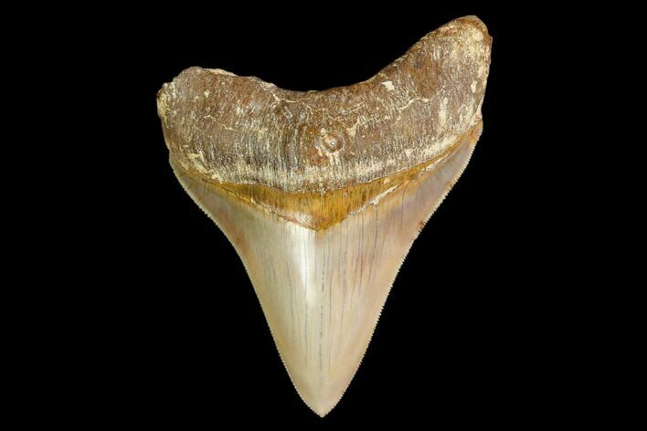 Serrated, Fossil Megalodon Tooth - Indonesia #149834